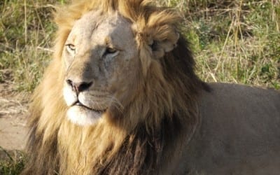 Chris & Lucy Smith’s Gorillas and Masai Mara trip – just do it!