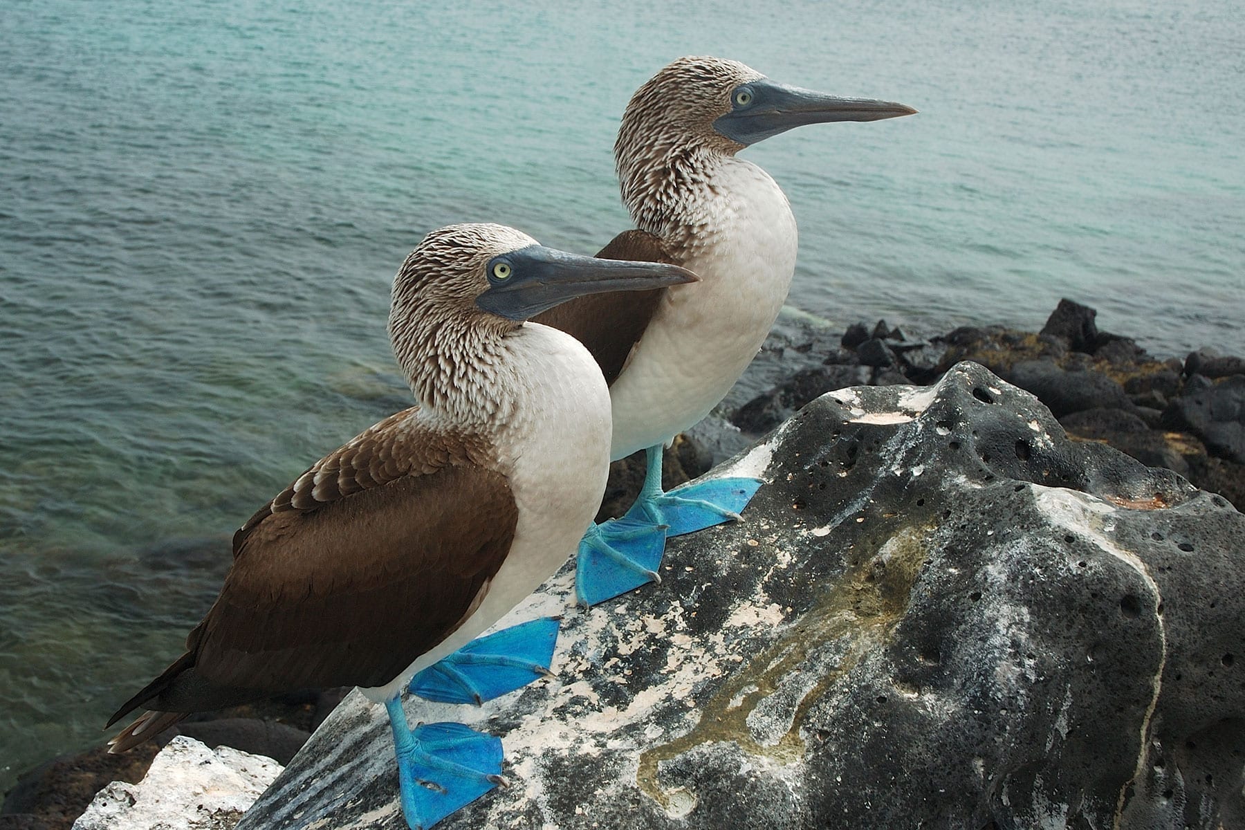 Combining the Galapagos Islands with Machu Picchu: When is the best time to go?