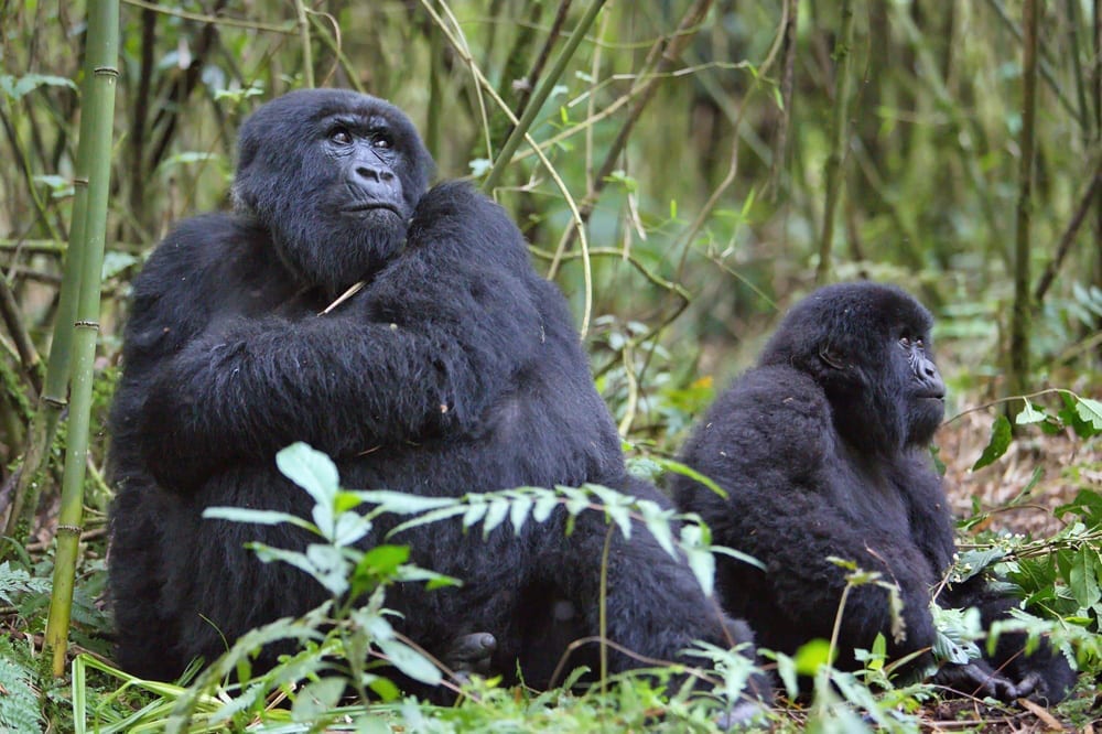 Gorillas in Rwanda