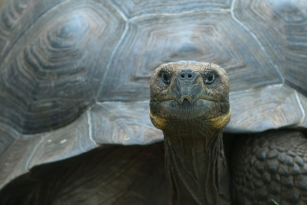 Giant Tortoise on the Galapagos Islands