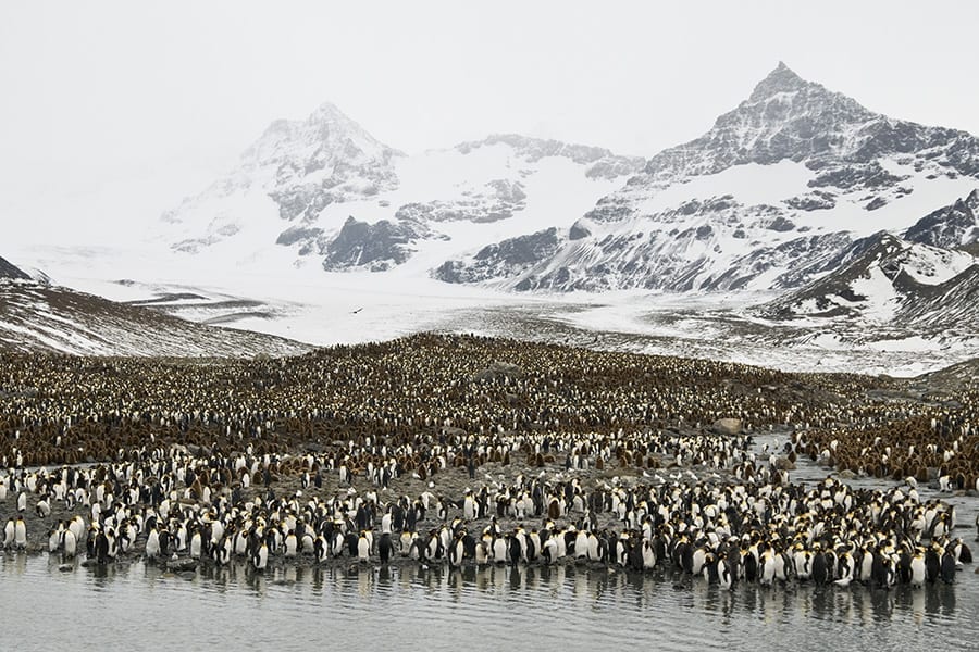 King Penguins