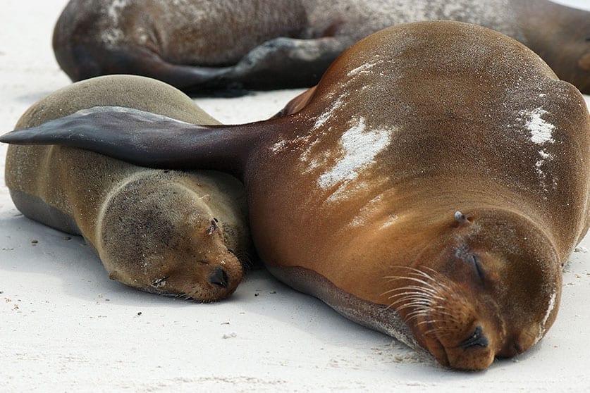 Snuggling Sea Lions on the Galapagos Islands