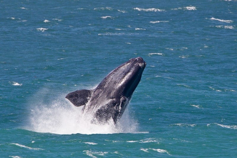 South Africa - Whale Watching