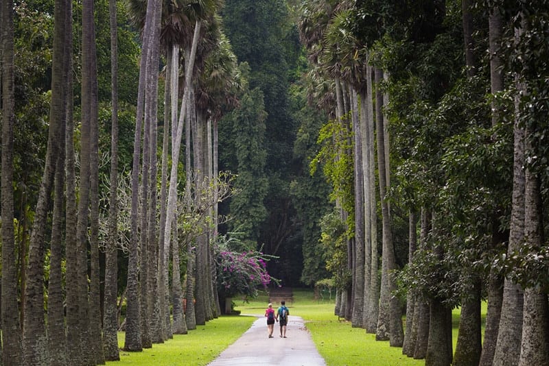 Sri Lanka - Kandy Botanical Gardens