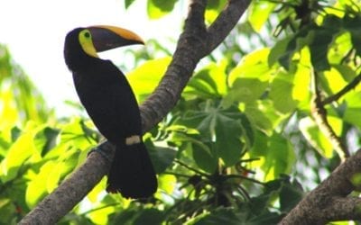 Canopy capers in Costa Rica