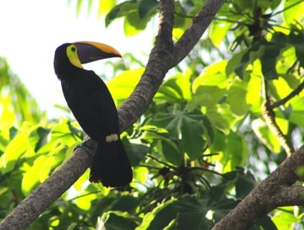 Canopy capers in Costa Rica