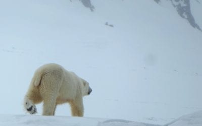 Spitsbergen: wildlife & wilderness