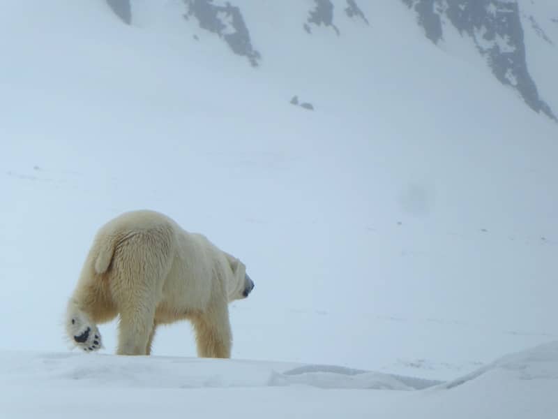 Spitsbergen: wildlife & wilderness